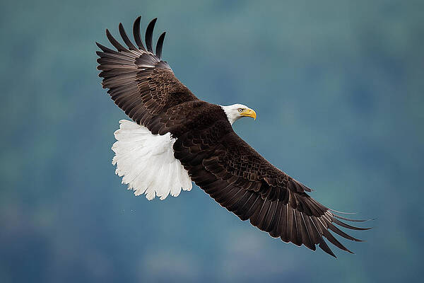 Soaring Bald Eagle Print