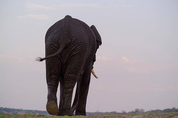 Wall Art - Photograph - The Rear End Of An Elephant In Chobe by Jonathan Kingston