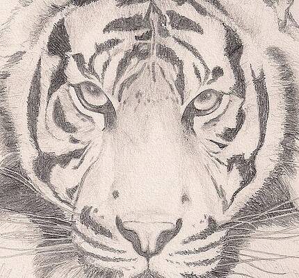 Pencil Sketch Of Save The Tiger  DesiPainterscom