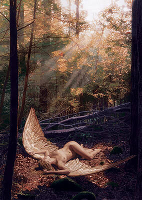 The Secret Forest by Patrick Whelan The Secret Forest by Patrick Whelan