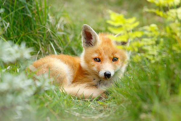 Wall Art - Photograph - The Shy Kit Fox cub hiding behind some ferns by Roeselien Raimond