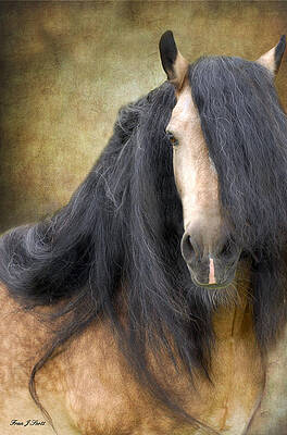 The Stallion by Fran J Scott The Stallion by Fran J Scott