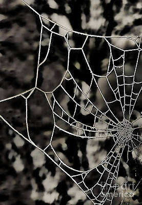 The Tangled Web by Sheila Laurens The Tangled Web by Sheila Laurens