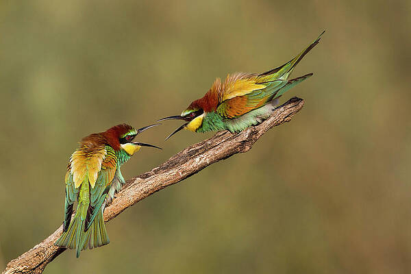 Wall Art - Photograph - The Territory by Amnon Eichelberg