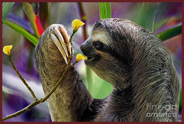 The Three-Toed Sloth by Gary Keesler The Three-Toed Sloth by Gary Keesler