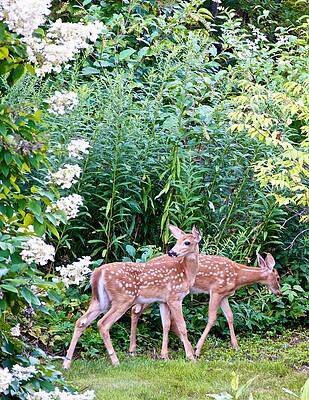 Wall Art - Photograph - The Twin Fawns on the Move by Kristin Hatt