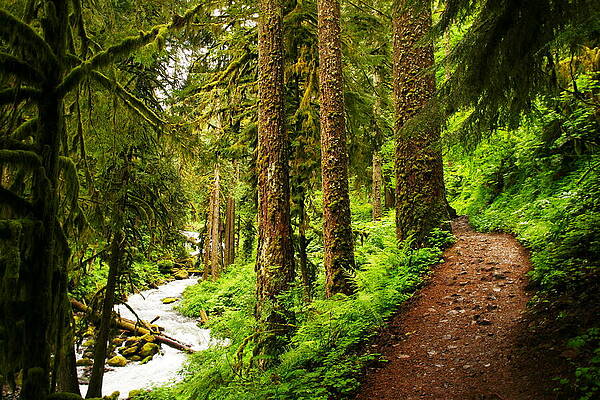 THE TWISTING PATH WINDING THROUGH PARADISE by Jeff Swan THE TWISTING PATH WINDING THROUGH PARADISE by Jeff Swan