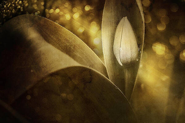 Wall Art - Photograph - The Unveiling 2 by Scott Norris