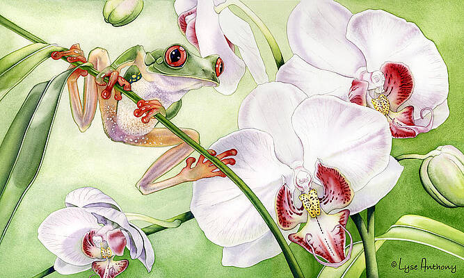 Watercolor Frog Paintings for Sale - Fine Art America