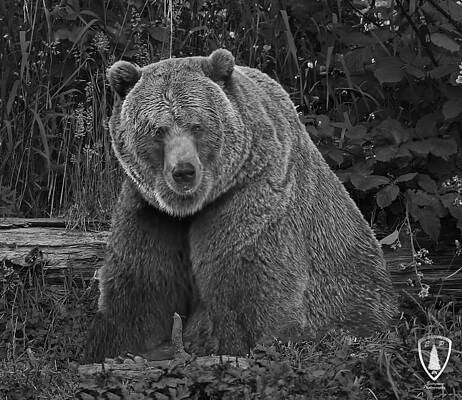 Watcher in the woods hi-res stock photography and images - Alamy