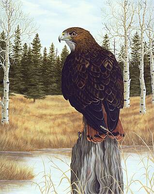 The Watchful Eye by Rick Bainbridge The Watchful Eye by Rick Bainbridge