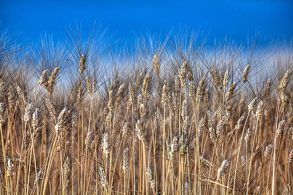The Wheat Field by Karim SAARI The Wheat Field by Karim SAARI