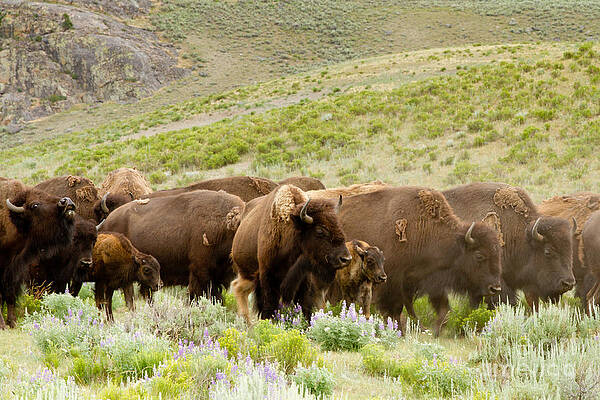 Bison Wall Art (Page #19 of 35) | Fine Art America