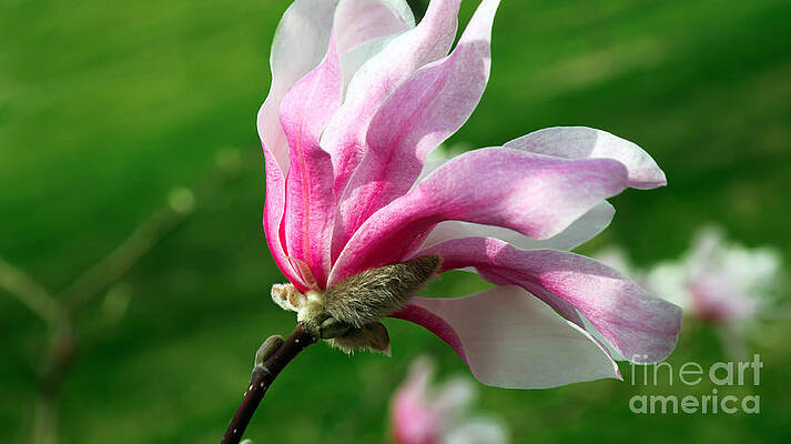 Wall Art - Photograph - The Windblown Pink Magnolia 1 - Flora - Tree - Spring - Garden by Andee Design