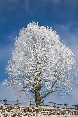 Wall Art - Photograph - The Winter Sentry by John Haldane