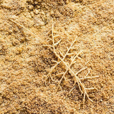 Spring Wall Art featuring the photograph Thermophile 3 by Nicholas Blackwell