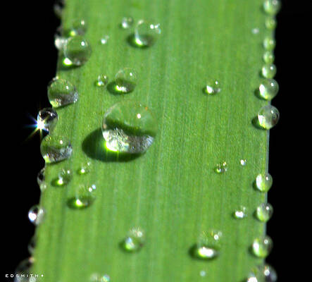 Wall Art - Photograph - They Never Let Poor Rain Drop Join in Any Rain Drop Games by Edward Smith