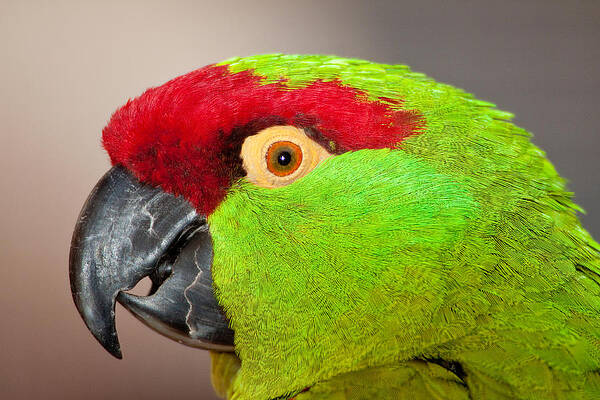 Wall Art - Photograph - Thick-billed Parrot by Craig K. Lorenz