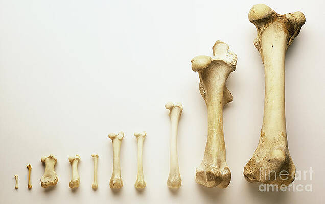 Wall Art - Photograph - Thigh Bones From Different Animals by Philip Dowell / Dorling Kindersley