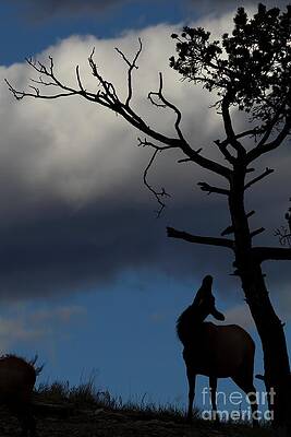 Wall Art - Photograph - Things are Looking Up by Bill Singleton