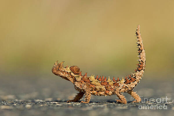 Wall Art - Photograph - Thorny Devil Displaying  by Yva Momatiuk John Eastcott