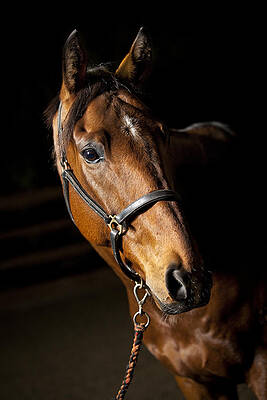 Thoroughbred Race Horse by Samuel Whitton Thoroughbred Race Horse by Samuel Whitton