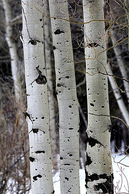 Three Aspen in Winter by Sam Sherman Three Aspen in Winter by Sam Sherman