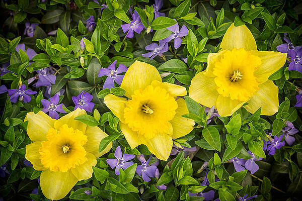 Wall Art - Photograph - Three Daffodils in Blooming Periwinkle by Adam Romanowicz