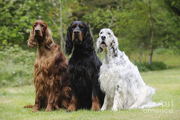 Wall Art - Photograph - Three Different Setters by John Daniels