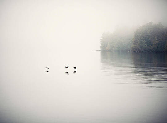 Wall Art - Photograph - Three Ducks Appear Out Of The Early by Chris Bennett