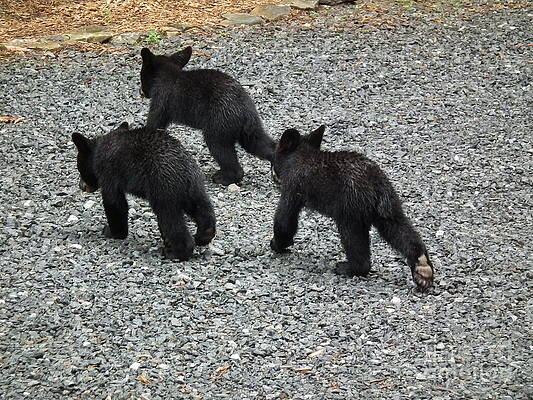 Wall Art - Photograph - Three Little Bears in Step by Jan Dappen