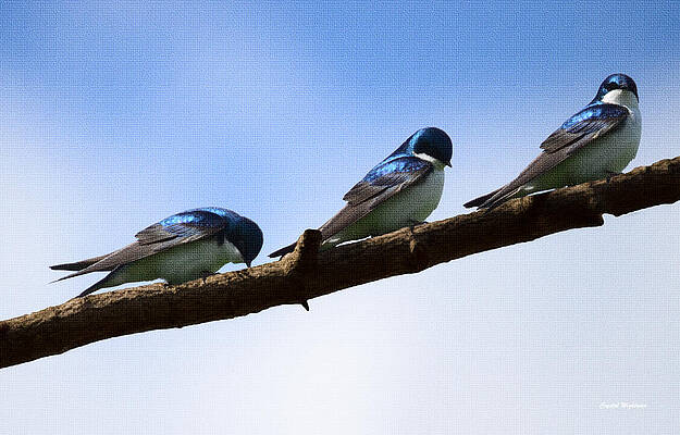 Wall Art - Photograph - Three Tree Swallows by Crystal Wightman