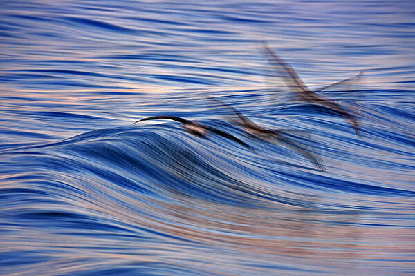 Three Pelican Blur C6J6160 by David Orias Three Pelican Blur C6J6160 by David Orias