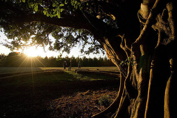Wall Art - Photograph - Three People Under A Fig Tree Enjoying by Jonathan Kingston