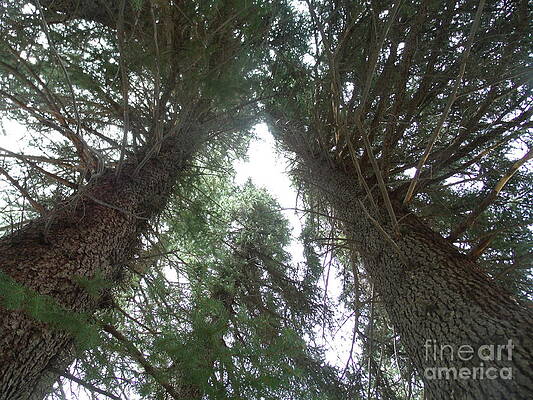 Three Point Perspective Trees by Cooper Staton