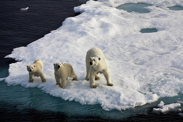 https://render.fineartamerica.com/images/images-profile-flow/400/images-medium-large-5/three-polar-bears-on-an-ice-flow-seppfriedhuber.jpg