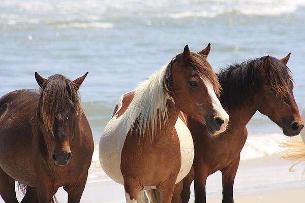 Three Ponies on a Beach by JB Stran Three Ponies on a Beach by JB Stran
