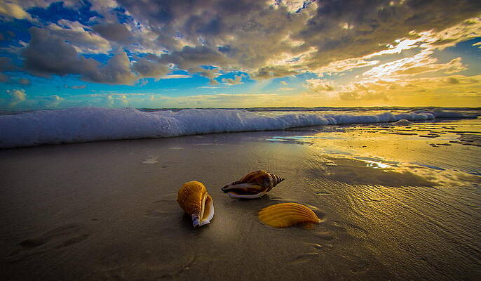 Three Shells at Sunrise by Danny Mongosa Three Shells at Sunrise by Danny Mongosa