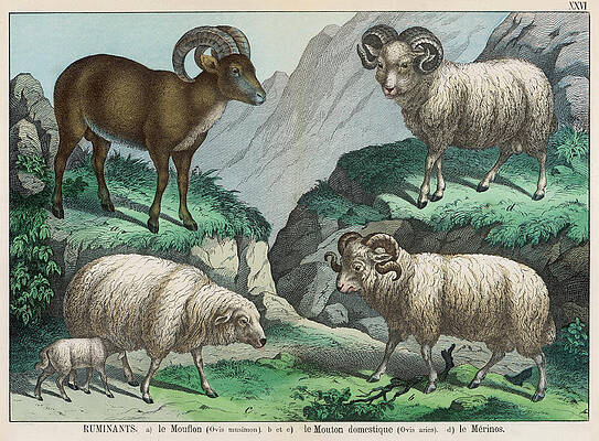 Wall Art - Drawing - Three Types Of Sheep Mouflon, Domestic by Mary Evans Picture Library