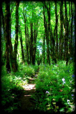 Through the Trees by Kathy Sampson Through the Trees by Kathy Sampson