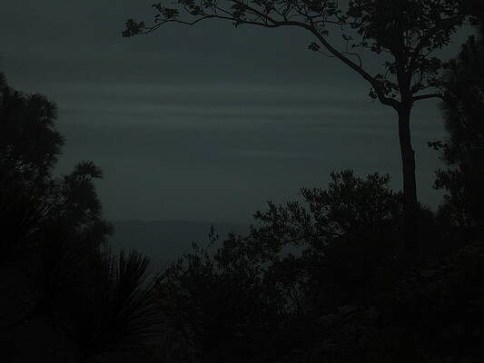 Through Trees before Dawn by Syed Ghazanfar Ali Shah Bukhari