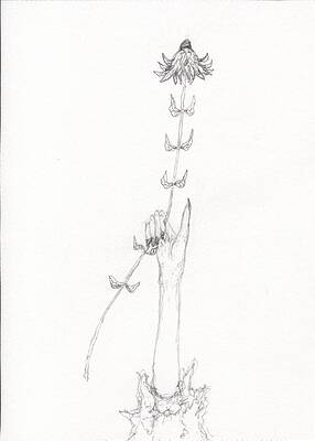 Positive Thinking Drawings for Sale  Fine Art America