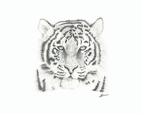 6,291 Bengal Tiger Sketch Images, Stock Photos & Vectors | Shutterstock