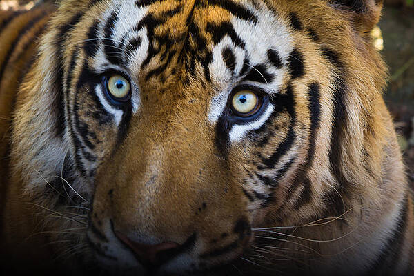 Wall Art - Photograph - Tiger close-up by SAURAVphoto Online Store