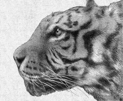 Wall Art - Drawing - Tiger by Eric Fan