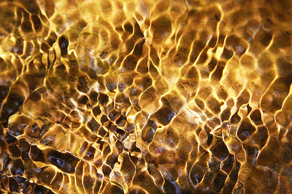 Tiger Eye Reflection by James Knight Tiger Eye Reflection by James Knight