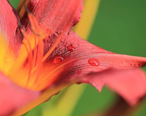 Wall Art - Photograph - Tiger Lily  by Angela Murdock