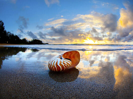 Tiger Nautilus Sunrise by Sean Davey Tiger Nautilus Sunrise by Sean Davey