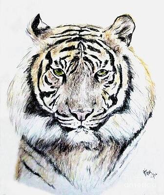 Wall Art - Drawing - Tiger Portrait by Jim Fitzpatrick