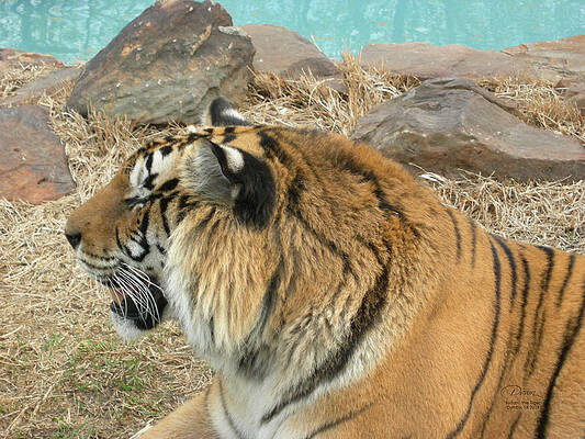 Tiger Resting by the Pool by D'awn H
